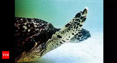 World Ocean Day: Fishing nets kill 2.5 lakh turtles every year, PETA ...