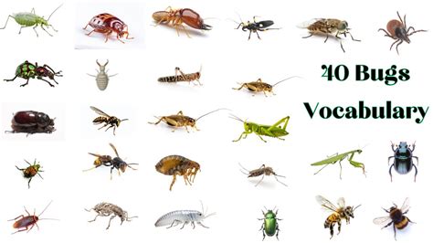 How Insects Fly 的图像结果