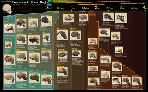 Evolution Human Body 的图像结果