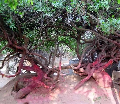 निधिवन प्रेम भरी रहस्यमयी जगह nidhivan is most lovable but mysteries place.