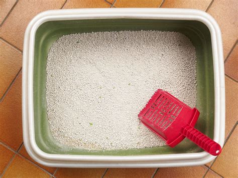 Image result for Clean Cat Litter Box