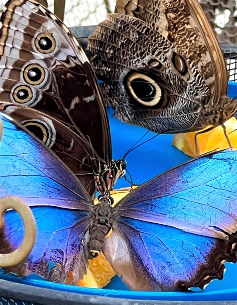 What Do Butterflies Symbolize