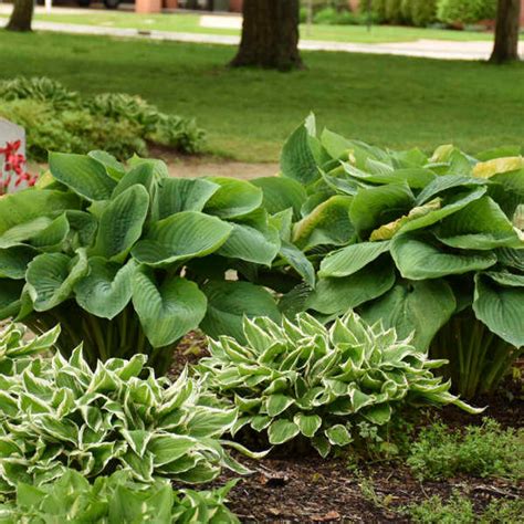 Hosta EMPRESS WU shipped from Grower to your door