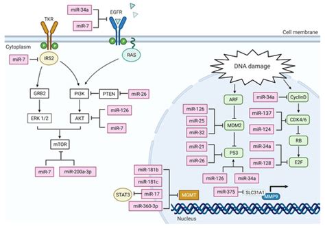 MicroRNAs Regulate Cell Cycle and Cell Death Pathways in Glioblastoma