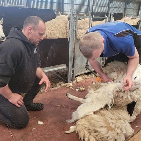 Image result for Advanced Course in Shearing Dubbo