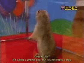 Image result for Dramatic Gopher