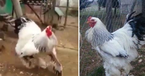A Giant Chicken Has Taken Over The Internet, And It's Scaring The Hell ...
