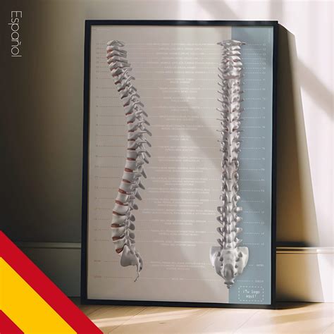 Función de los Nervios Espinales » educare.design