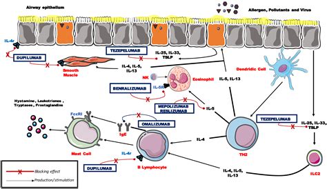 Specific Therapy for T2 Asthma