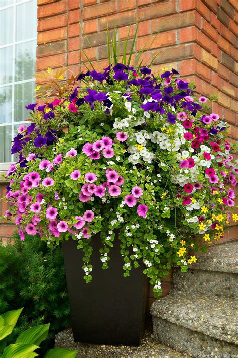 Beautiful Colourful Summer Planter Ideas | Garden containers, Container ...