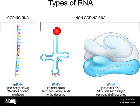 RNA Types 的图像结果