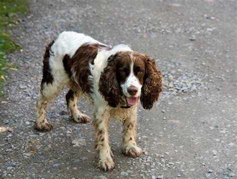 Image result for Springer Spaniel Dogs
