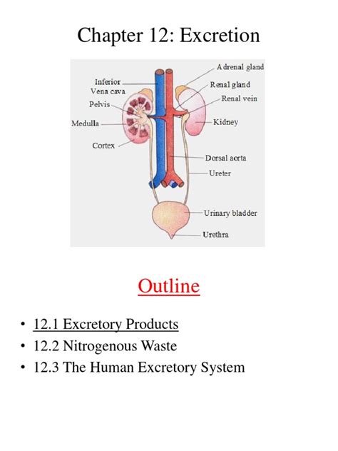 Image result for Chapter 12 Excretion