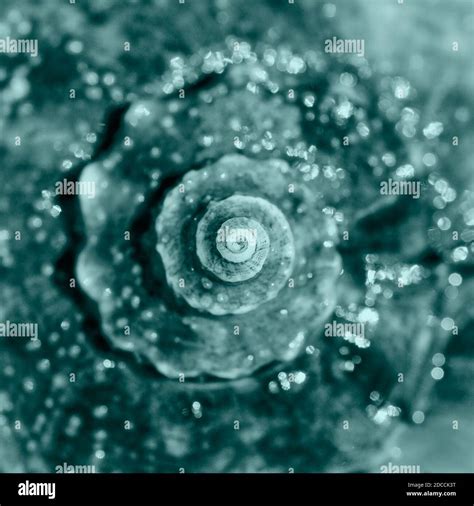 Image result for Shell Close Up