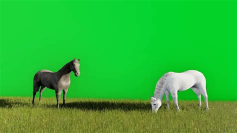 3d video animation of two black and white horses eating grass with a ...