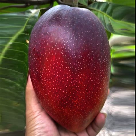 Miyazaki Mango Live Plant – veliyathgardens