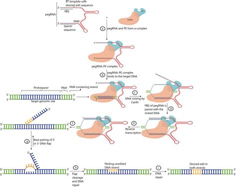 Image result for Prime Editing