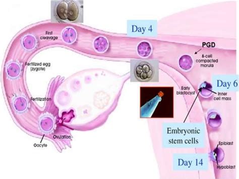 Image result for Ovulation and Fertilization Process