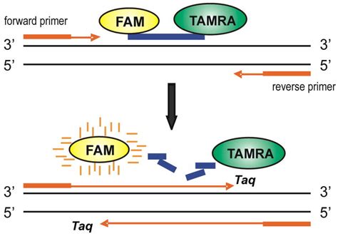 Image result for TaqMan Probe Structure
