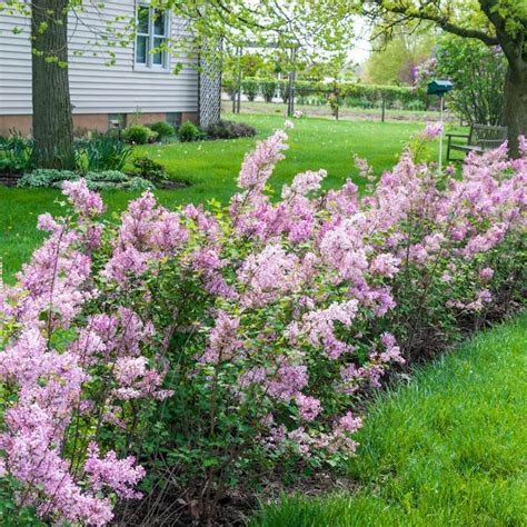 Spring Hill Nurseries Josee Reblooming Lilac Pink Flowering Shrub in 1 ...