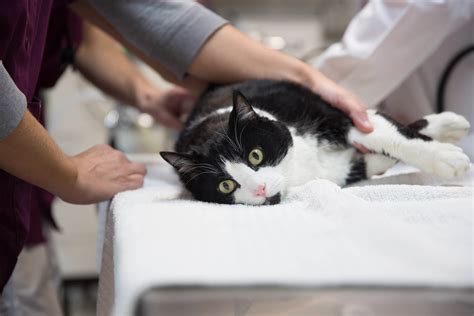 Rochester Veterinary Clinic - Heritage Pet Hospital