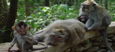 Reserve Forest Sanctuary, mashobra, India - Top Attractions, Things to ...
