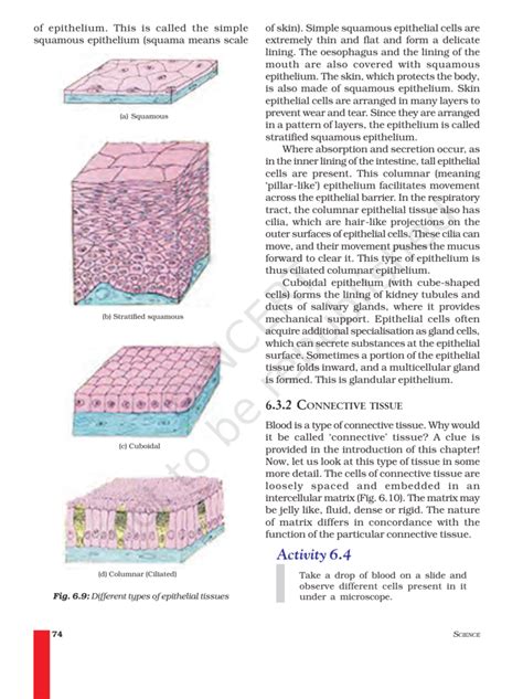 Image result for Class 9th Science Chapter Tissues