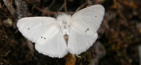 Image result for Moth Rash