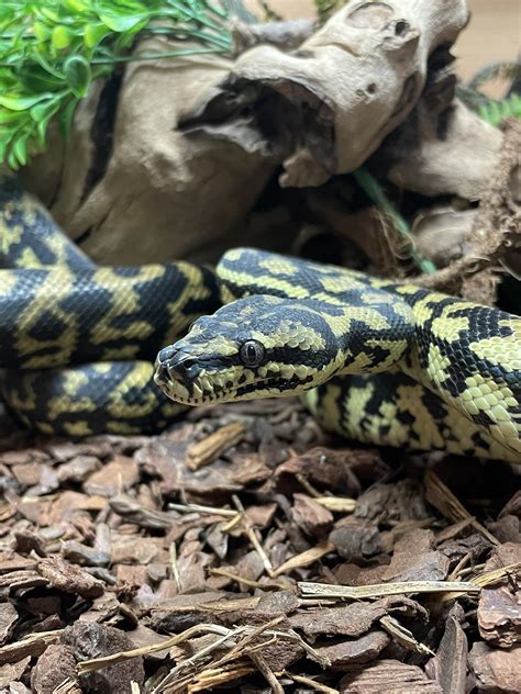 Adult Female Jungle Carpet Python 的图像结果