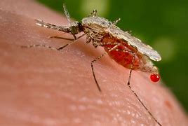 Image result for Anopheles dirus