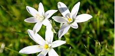 fiori d bach fiori di bach riza it fiori d bach fiori di bach riza it