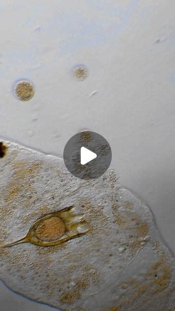 Exploding Poop Human 的图像结果