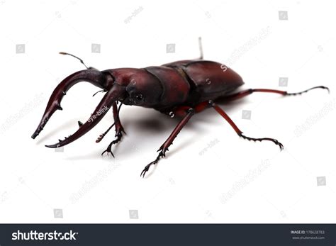 Japanese Stag Beetle-prosopocoilus Inclinatus This Image Stock Photo ...