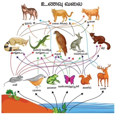 சூழ்நிலை மண்ட லம் (Ecosystem) - உயிர்க்கோளம் | புவியியல் | Ecosystem ...