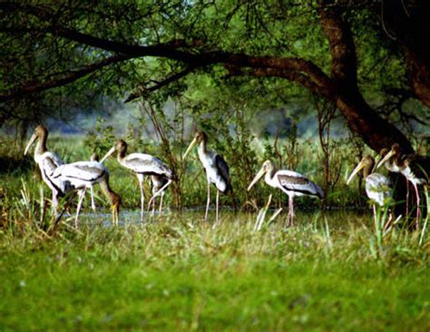 Top 10 Bird Sanctuaries of India - lifeberrys.com