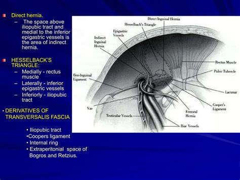 INGUINAL CANAL2.ppt