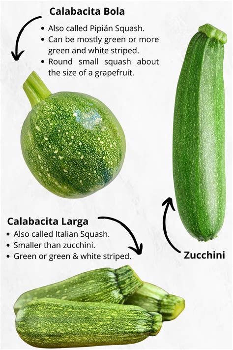 What Is Zucchini Squash In Spanish at Amy Heyer blog