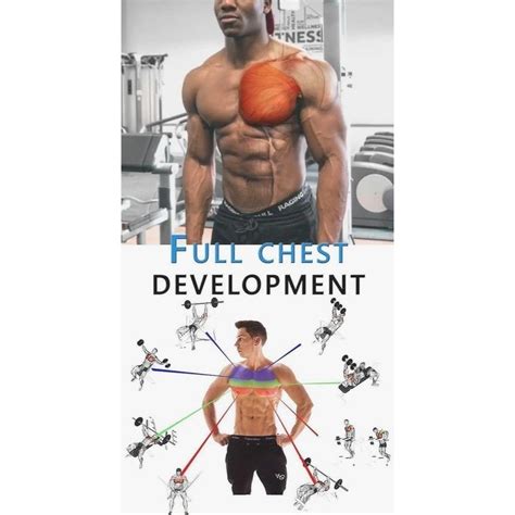 Chest Development Workout 的图像结果