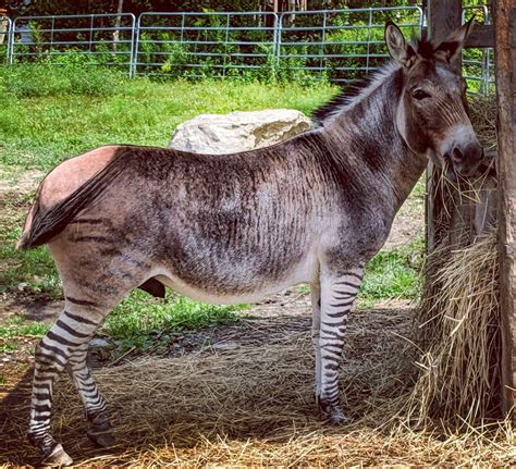 Zebra Horse