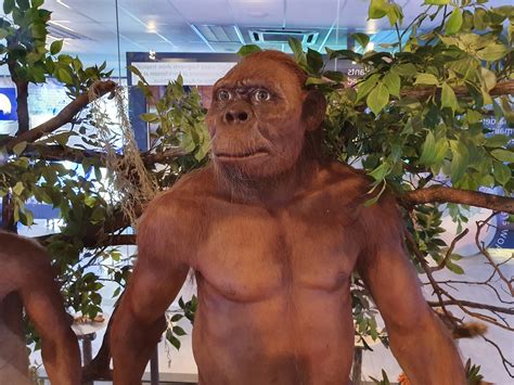 Australopithecus Africanus Body 的图像结果