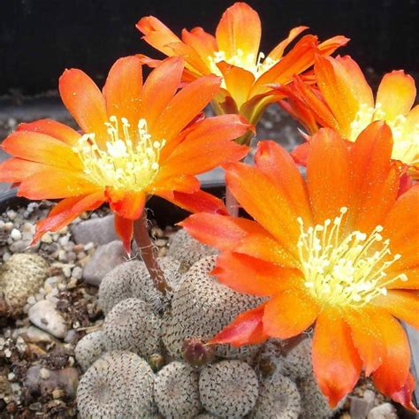 Rebutia heliosa - Gabbar Farms