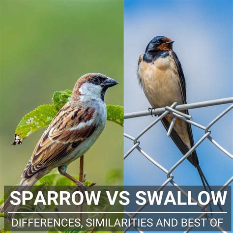 Sparrow Vs Swallow - Differences, Similarities And Best Of