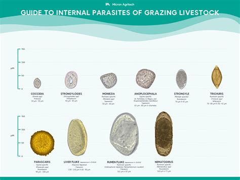 Types Of Helminths Parasitic Worms