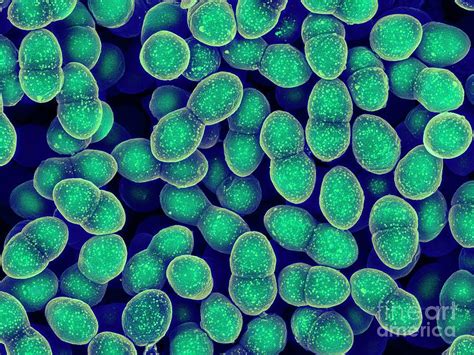 Image result for Enterococcus Faecalis Bacteria Cell Structure