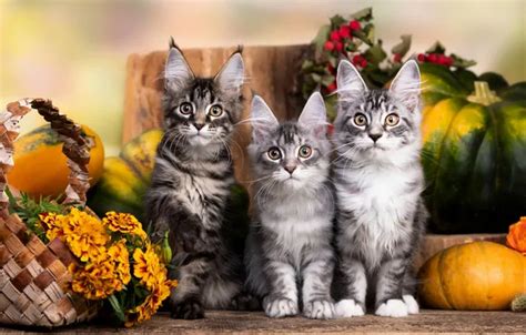 Wallpaper autumn, look, cats, flowers, kitty, stump, harvest, fruit for ...
