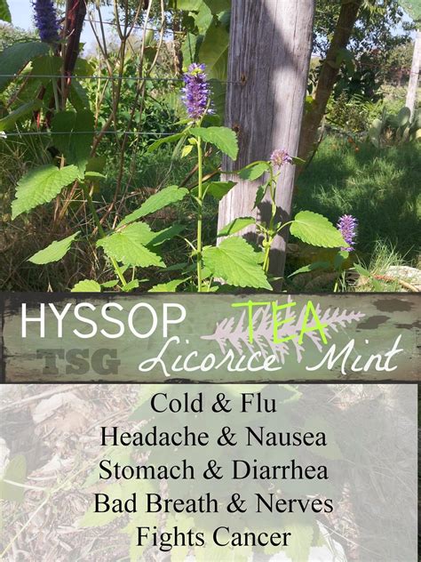 Korean Hyssop: Herbal Benefits In The Southern Garden