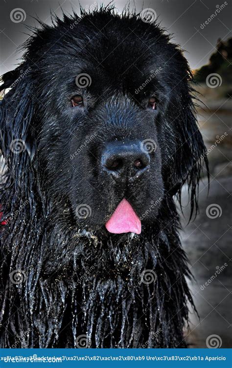 Terranova stock image. Image of blackdog, terranova, raza - 89543427