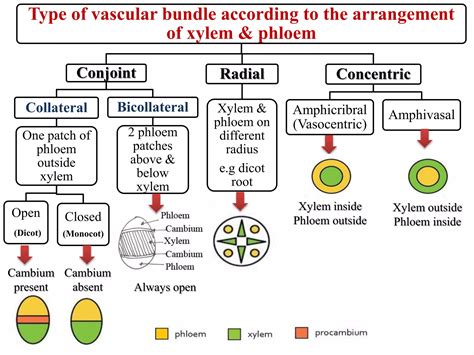 T.S in Stem & Root Type of Vascular bundles | PPTX