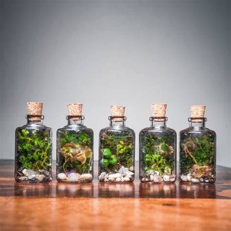 Closed Terrariums | Bring Nature Indoors with ByTheLeaf’s Terrariums ...