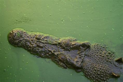 Image result for Laughing Tree Frog